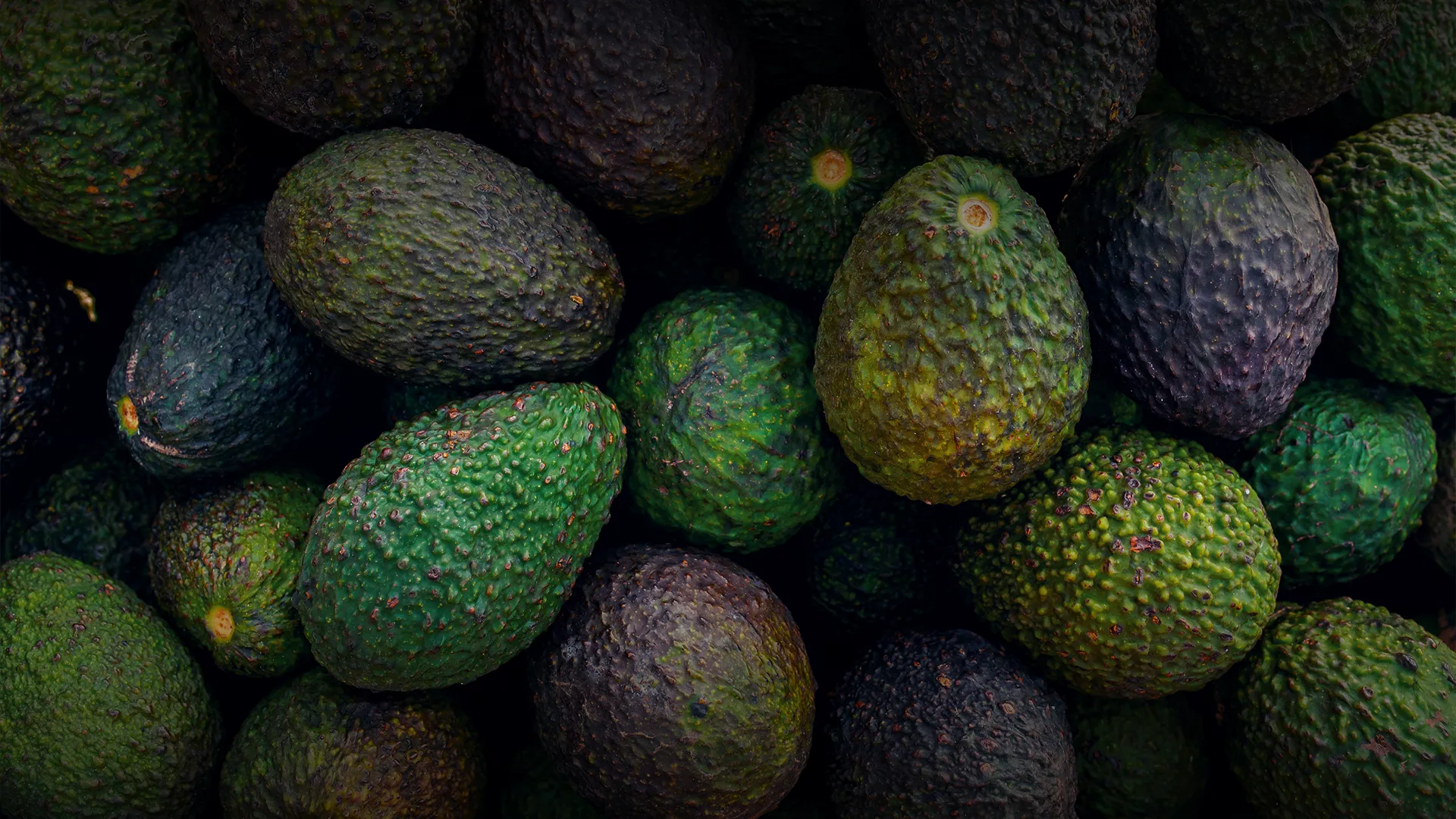The Cost of Avocado Production