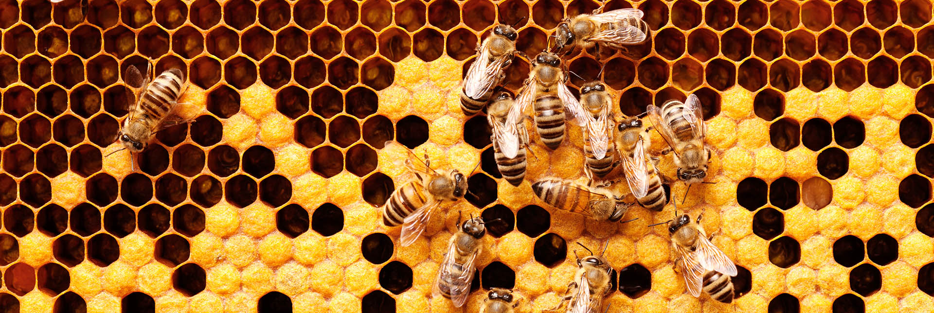 Shedding Light on the Secret Reproductive Lives of Honey Bees
