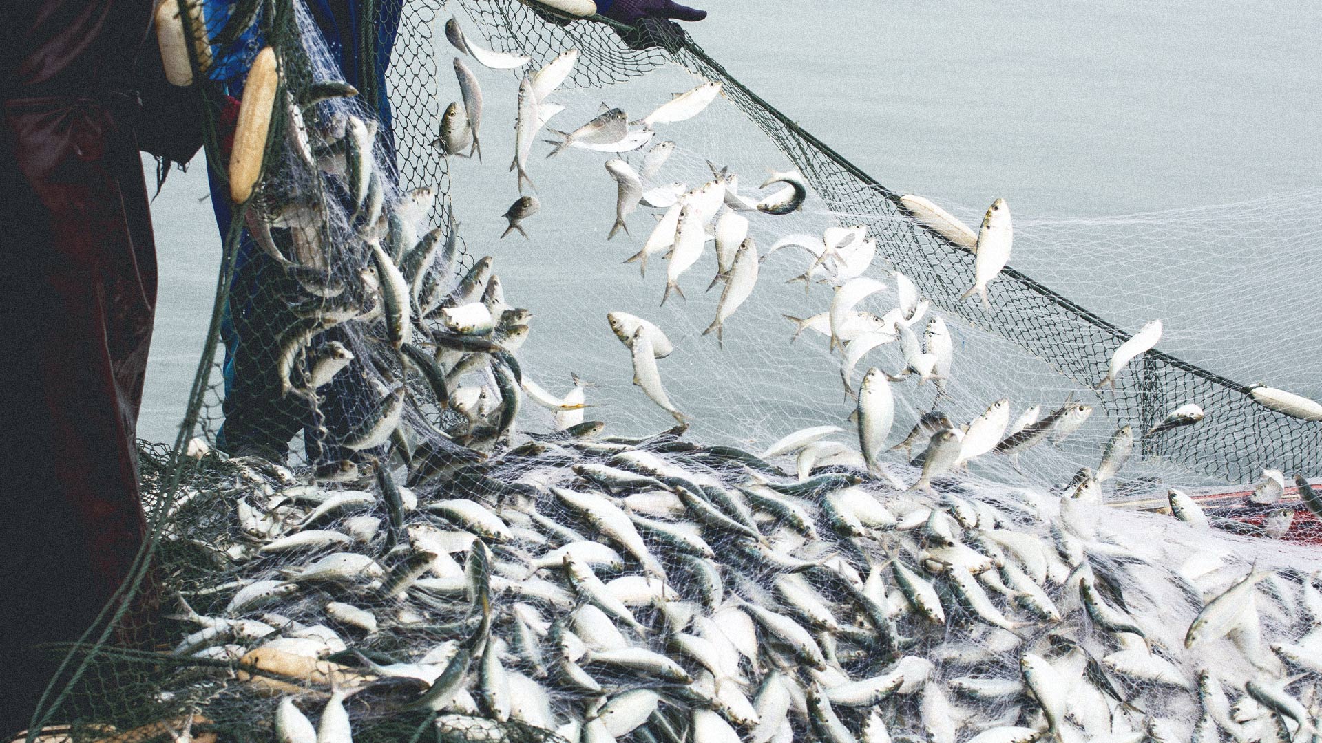 Ensuring bigger fish, Research